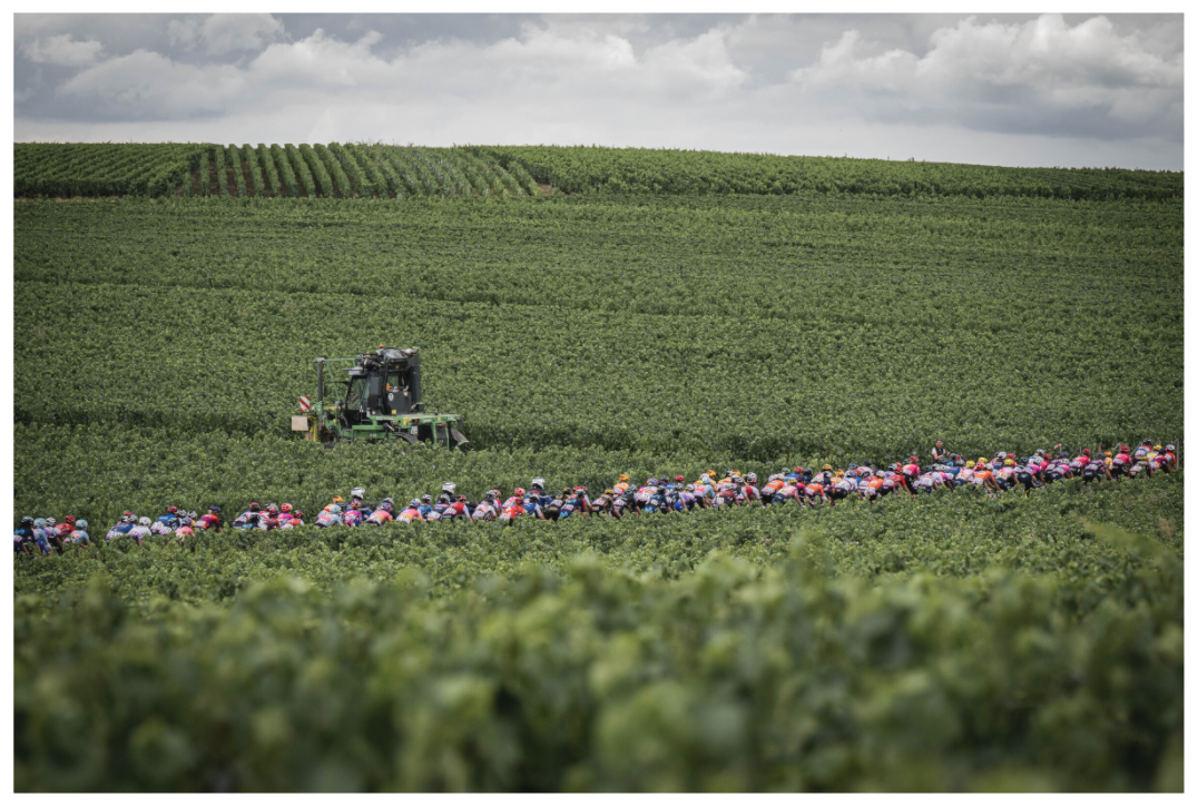The peloton through the vineyard